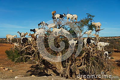 Morocco. Essaouira. Heard of goats climbed on an argan tree Editorial Stock Photo