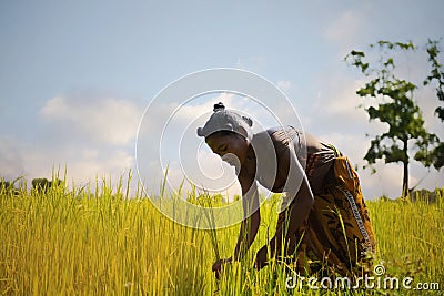 MORONDAVA-MADAGASCAR-OCTOBER-7-2017:Madagascar, Africa country with young woman worker harvesting rice field in the morning Editorial Stock Photo