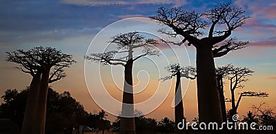 MORONDAVA-MADAGASCAR-OCTOBER-7-2017:Baobab Avenue with the tourist looking Sunset scene with Baobab tree Avenue in Morondava , Editorial Stock Photo