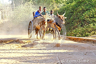 Zebu cart on the sandy road going through the Avenida Editorial Stock Photo