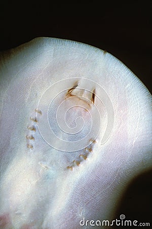 Moroto Ray, potamotrygon motoro, Underside View Stock Photo