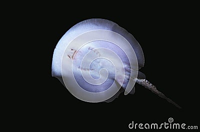 MOROTO RAY potamotrygon motoro, UNDERSIDE VIEW Stock Photo