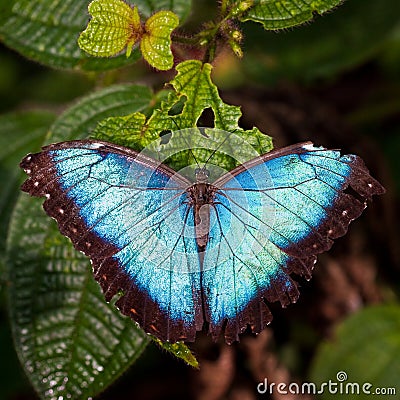 Morph butterfly Stock Photo