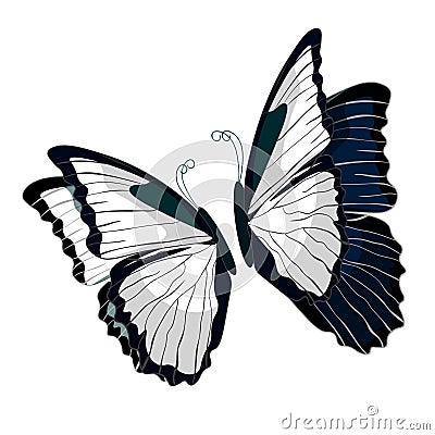 Morpho butterfliese butterfly monarch black and white. vector Vector Illustration