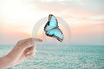 Morpho butterfly flying away from woman near sea at sunset, closeup Stock Photo