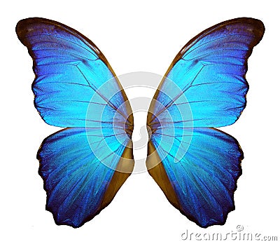 Morpho butterfly wings isolated on a white background. Stock Photo