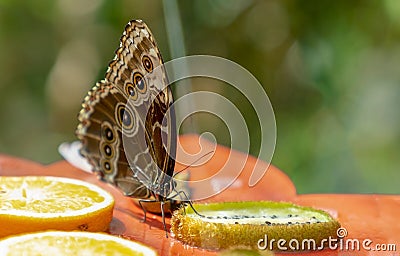 Morpho peleides Blue Morpho eating fruit Stock Photo