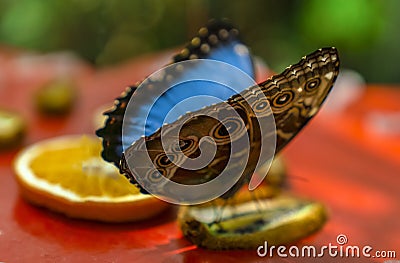 Morpho peleides Blue Morpho eating fruit Stock Photo