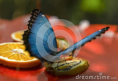 Morpho peleides Blue Morpho eating fruit Stock Photo