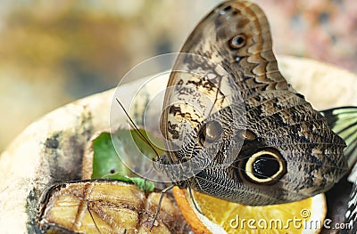 Morpho peleides Blue Morpho eating fruit Stock Photo