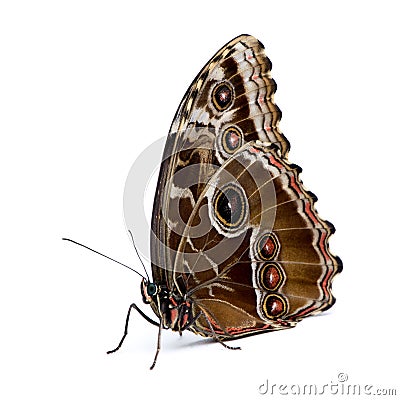 Morpho peleides butterfly Stock Photo