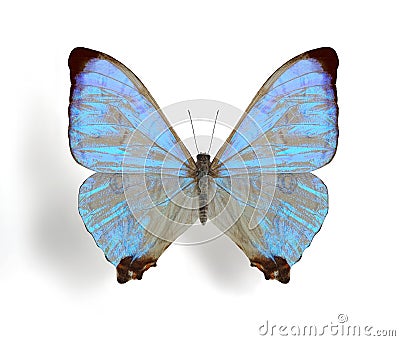 Morpho sulkowskyi (sulkowski) Stock Photo