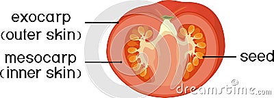 Morphology and anatomy of tomato ripe red fruit. Tomato fruit structure in section isolated on white background Vector Illustration