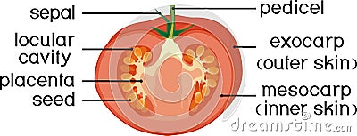 Morphology and anatomy of tomato ripe red fruit. Tomato fruit structure in section isolated on white background Vector Illustration