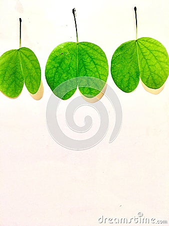 morphology of different bauhinia species leaves shapes Stock Photo