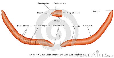 Morphology of earthworm Vector Illustration