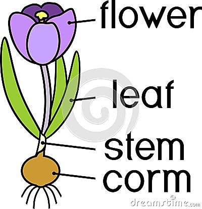 Morphology of flowering crocus plant Stock Photo