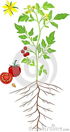 Morphology of flowering tomato plant Stock Photo