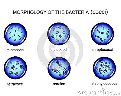 Morphology of microorganisms. cocci Vector Illustration