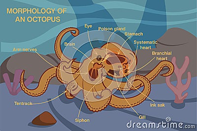 Morphology Of An Octopus Vector Cartoon Design Vector Illustration