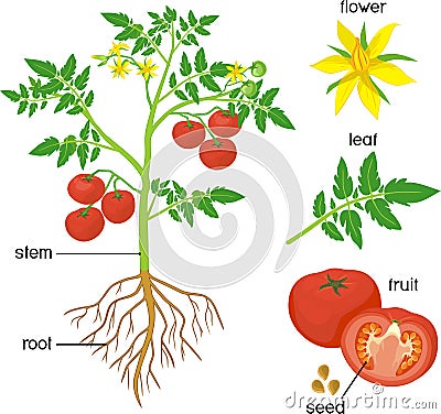 Morphology of tomato plant with green leaves, red fruits, yellow flowers and root system isolated on white backgro Vector Illustration