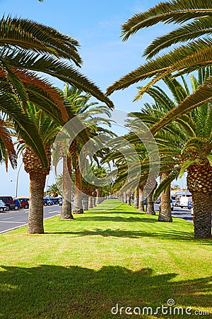 Morro Jable Fuerteventura Matorral palm trees Stock Photo