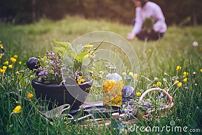 Mortar of medicinal herbs, old book, infusion bottle, scissors, basket and magnifying glass on a grass on meadow. Woman gathering Stock Photo