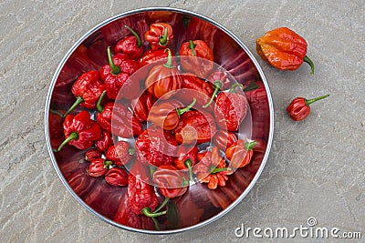 Moruga Scorpion - Chili Peppers Stock Photo