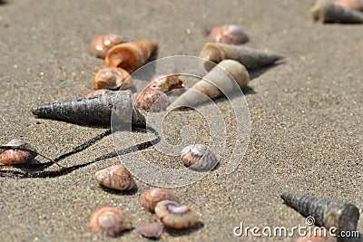 Mosaik of sea shells in sand, New Zealand Stock Photo