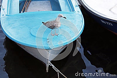 Moscenicka Draga by the end of summer, views, Adriatic coast, Croatia Editorial Stock Photo