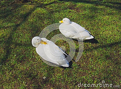 MOSCOW REGION, GEESE Stock Photo