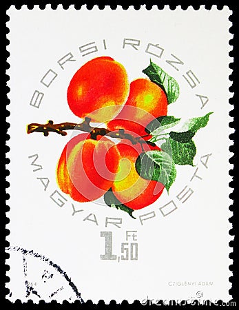 Borsi RÃ³zsa, Apricots Exposition serie, circa 1964 Editorial Stock Photo