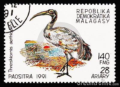 African Sacred Ibis (Threskiornis aethiopicus), Birds serie, circa 1991 Editorial Stock Photo