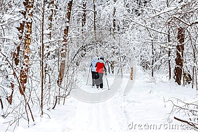 Walk in the winter forest Editorial Stock Photo