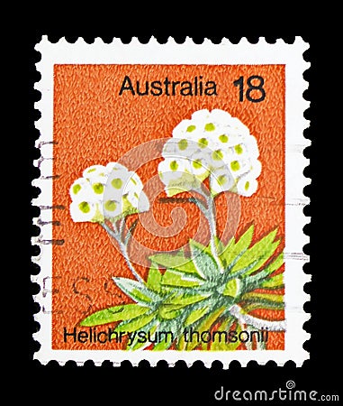 Helichrysum Thomsonii, Plants serie, circa 1975 Editorial Stock Photo