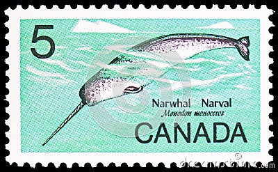 Narwhal, Unicorn Whale Monodon monoceros, Wild Life 1968 serie, circa 1968 Editorial Stock Photo