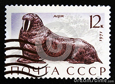 MOSCOW, RUSSIA - JULY 15, 2017: A stamp printed in USSR (Russia) shows Walrus (Odobenus rosmarus), Marine Mammals serie, circa Editorial Stock Photo