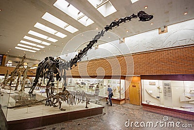 Visitors to the Palentology Museum look at dinosaur skeletons Editorial Stock Photo