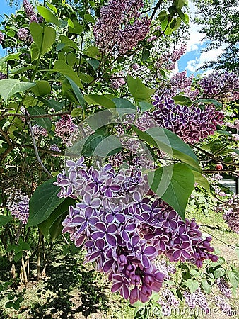 Flowering branches of purple striped lilac Stock Photo