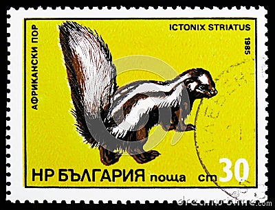 Zorilla or Striped Polecat (Ictonyx striatus), Exotic predators serie, circa 1985 Editorial Stock Photo