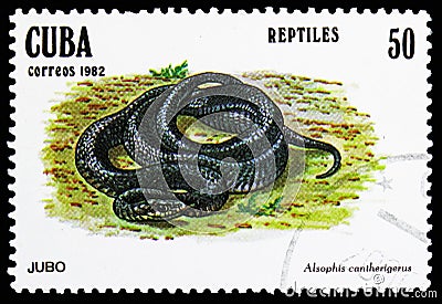 Cuban Racer (Alsophis cantherigerus), Reptiles serie, circa 1982 Editorial Stock Photo