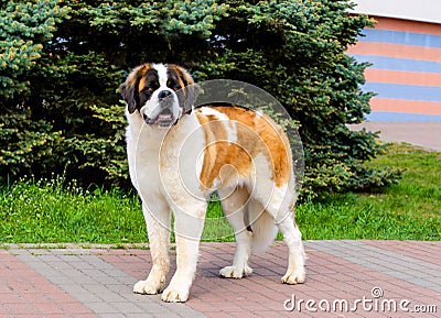 Moscow Watchdog looks in camera. Stock Photo