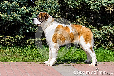 Moscow Watchdog in profile. Stock Photo