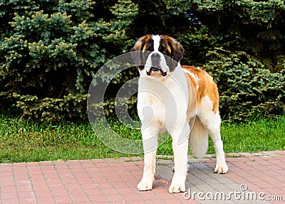 Moscow Watchdog with sense of pride. Stock Photo