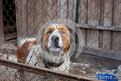 Moscow watchdog in shelter Stock Photo