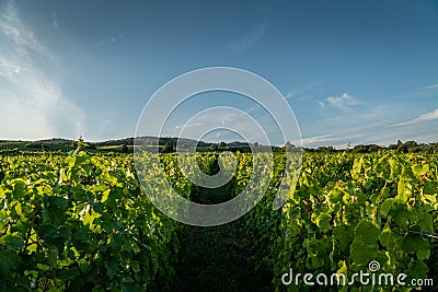 Mosel river Stock Photo