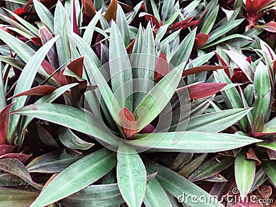 Moses in the Cradle or Tradescantia spathacea or boat lily, Moses in a basket or Moses-in-the-bulrushes or oyster plant on a sunny Stock Photo