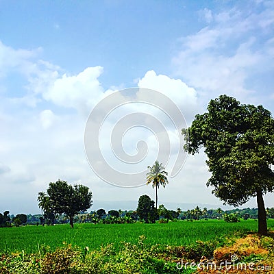 Moshi sugarplants Stock Photo