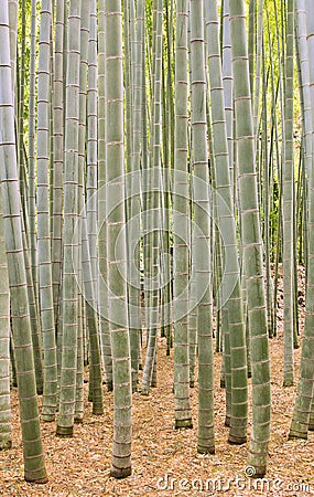 Moso Bamboo Forest in Kamakura Japan Stock Photo