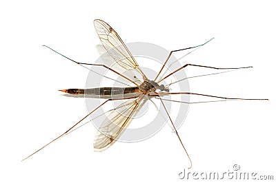 Mosquito Stock Photo